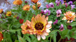 S0363036.jpg