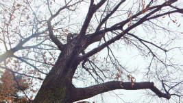 S0372037.jpg